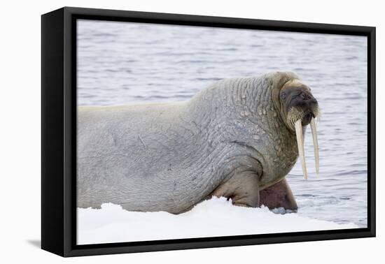 Norway, Svalbard, Pack Ice, Walrus on Ice Floes-Ellen Goff-Framed Premier Image Canvas