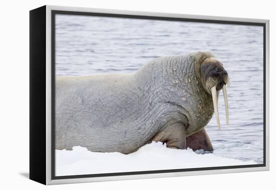 Norway, Svalbard, Pack Ice, Walrus on Ice Floes-Ellen Goff-Framed Premier Image Canvas