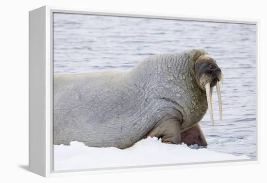 Norway, Svalbard, Pack Ice, Walrus on Ice Floes-Ellen Goff-Framed Premier Image Canvas