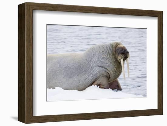 Norway, Svalbard, Pack Ice, Walrus on Ice Floes-Ellen Goff-Framed Photographic Print