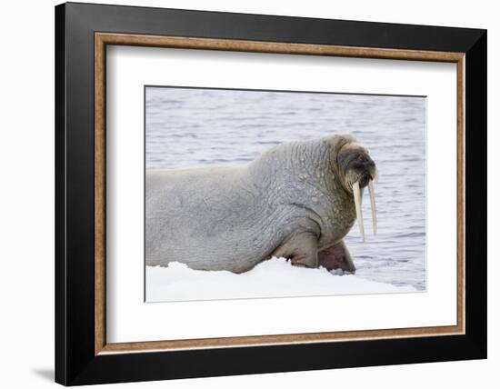 Norway, Svalbard, Pack Ice, Walrus on Ice Floes-Ellen Goff-Framed Photographic Print