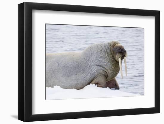 Norway, Svalbard, Pack Ice, Walrus on Ice Floes-Ellen Goff-Framed Photographic Print