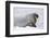 Norway, Svalbard, Pack Ice, Walrus on Ice Floes-Ellen Goff-Framed Photographic Print