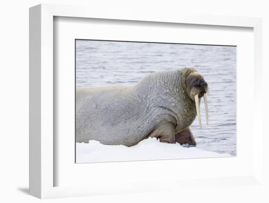 Norway, Svalbard, Pack Ice, Walrus on Ice Floes-Ellen Goff-Framed Photographic Print