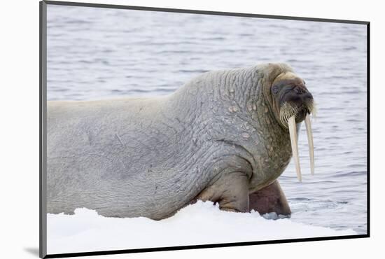 Norway, Svalbard, Pack Ice, Walrus on Ice Floes-Ellen Goff-Mounted Photographic Print