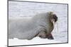 Norway, Svalbard, Pack Ice, Walrus on Ice Floes-Ellen Goff-Mounted Photographic Print