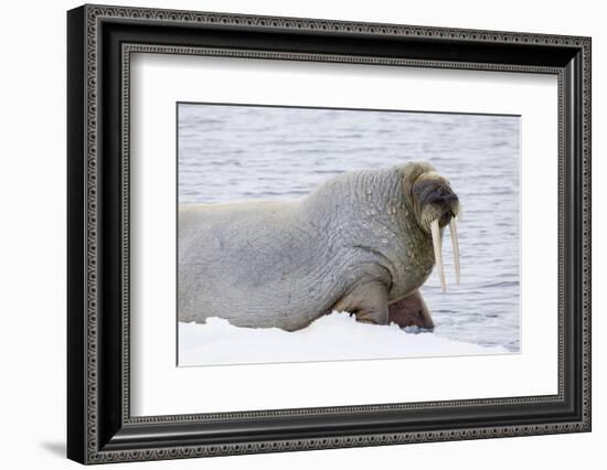 Norway, Svalbard, Pack Ice, Walrus on Ice Floes-Ellen Goff-Framed Photographic Print