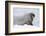 Norway, Svalbard, Pack Ice, Walrus on Ice Floes-Ellen Goff-Framed Photographic Print