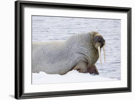 Norway, Svalbard, Pack Ice, Walrus on Ice Floes-Ellen Goff-Framed Photographic Print