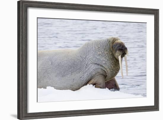 Norway, Svalbard, Pack Ice, Walrus on Ice Floes-Ellen Goff-Framed Photographic Print