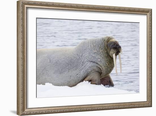 Norway, Svalbard, Pack Ice, Walrus on Ice Floes-Ellen Goff-Framed Photographic Print