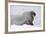 Norway, Svalbard, Pack Ice, Walrus on Ice Floes-Ellen Goff-Framed Photographic Print