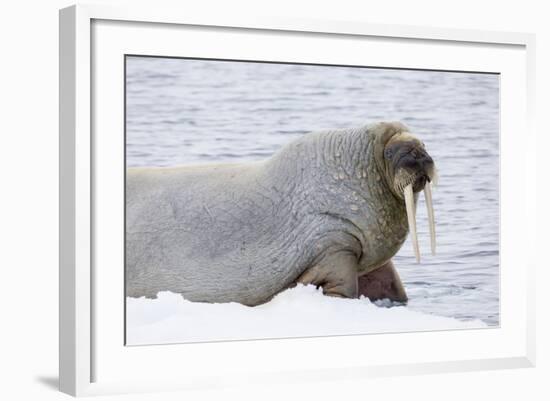 Norway, Svalbard, Pack Ice, Walrus on Ice Floes-Ellen Goff-Framed Photographic Print