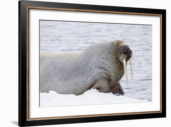 Norway, Svalbard, Pack Ice, Walrus on Ice Floes-Ellen Goff-Framed Photographic Print