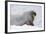 Norway, Svalbard, Pack Ice, Walrus on Ice Floes-Ellen Goff-Framed Photographic Print