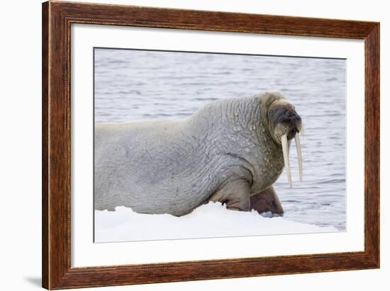 Norway, Svalbard, Pack Ice, Walrus on Ice Floes-Ellen Goff-Framed Photographic Print