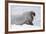 Norway, Svalbard, Pack Ice, Walrus on Ice Floes-Ellen Goff-Framed Photographic Print