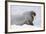 Norway, Svalbard, Pack Ice, Walrus on Ice Floes-Ellen Goff-Framed Photographic Print