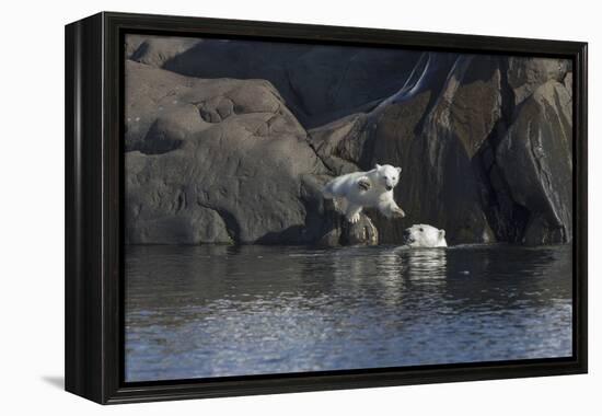 Norway, Svalbard, Polar Bear and Cub Coming Off Rocks to the Ocean-Ellen Goff-Framed Premier Image Canvas