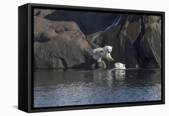 Norway, Svalbard, Polar Bear and Cub Coming Off Rocks to the Ocean-Ellen Goff-Framed Premier Image Canvas