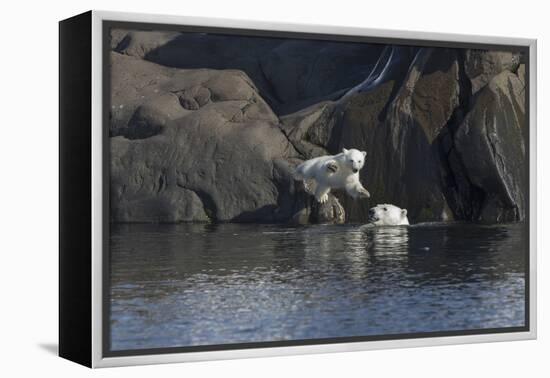 Norway, Svalbard, Polar Bear and Cub Coming Off Rocks to the Ocean-Ellen Goff-Framed Premier Image Canvas
