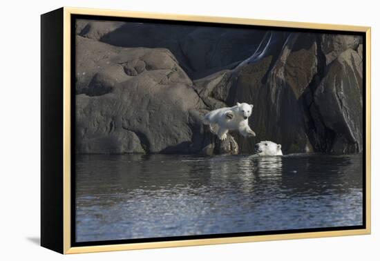 Norway, Svalbard, Polar Bear and Cub Coming Off Rocks to the Ocean-Ellen Goff-Framed Premier Image Canvas