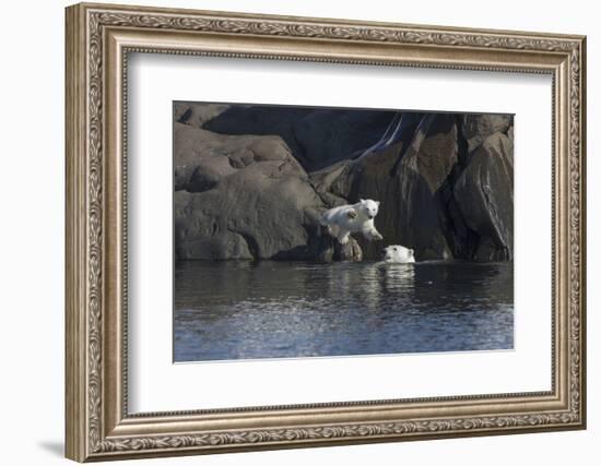 Norway, Svalbard, Polar Bear and Cub Coming Off Rocks to the Ocean-Ellen Goff-Framed Photographic Print