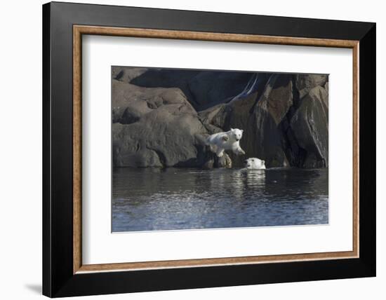 Norway, Svalbard, Polar Bear and Cub Coming Off Rocks to the Ocean-Ellen Goff-Framed Photographic Print