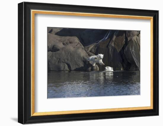 Norway, Svalbard, Polar Bear and Cub Coming Off Rocks to the Ocean-Ellen Goff-Framed Photographic Print