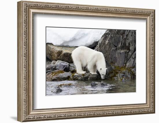 Norway, Svalbard, Polar Bear Walking Along the Coast-Ellen Goff-Framed Photographic Print