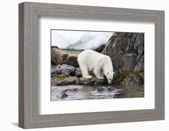 Norway, Svalbard, Polar Bear Walking Along the Coast-Ellen Goff-Framed Photographic Print