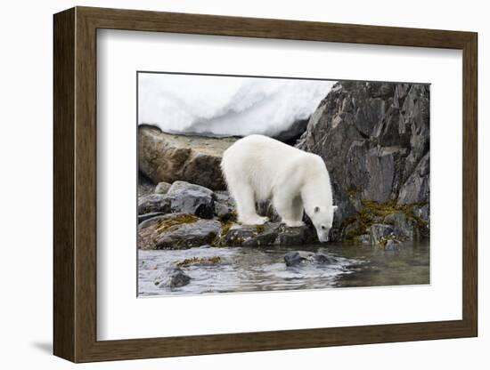 Norway, Svalbard, Polar Bear Walking Along the Coast-Ellen Goff-Framed Photographic Print