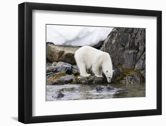 Norway, Svalbard, Polar Bear Walking Along the Coast-Ellen Goff-Framed Photographic Print