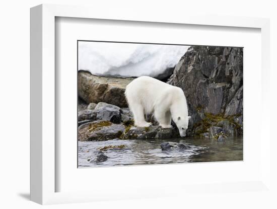 Norway, Svalbard, Polar Bear Walking Along the Coast-Ellen Goff-Framed Photographic Print