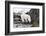 Norway, Svalbard, Polar Bear Walking Along the Coast-Ellen Goff-Framed Photographic Print