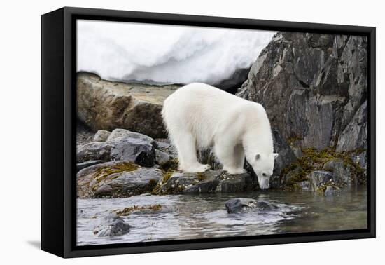 Norway, Svalbard, Polar Bear Walking Along the Coast-Ellen Goff-Framed Premier Image Canvas