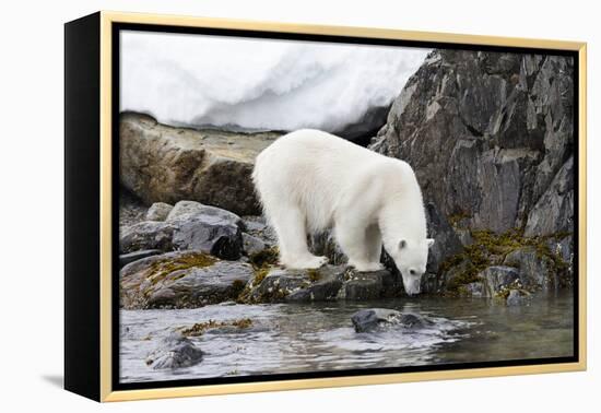 Norway, Svalbard, Polar Bear Walking Along the Coast-Ellen Goff-Framed Premier Image Canvas