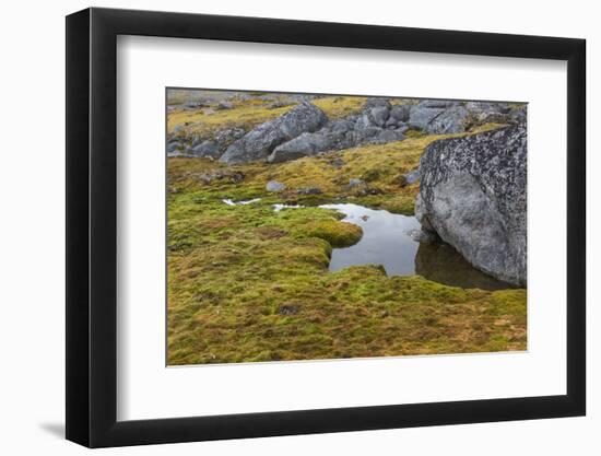 Norway, Svalbard, Spitsbergen Fuglesongen. Moss and Rocks Along a Stream-Ellen Goff-Framed Photographic Print