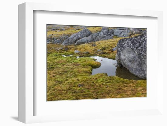 Norway, Svalbard, Spitsbergen Fuglesongen. Moss and Rocks Along a Stream-Ellen Goff-Framed Photographic Print