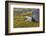 Norway, Svalbard, Spitsbergen Fuglesongen. Moss and Rocks Along a Stream-Ellen Goff-Framed Photographic Print