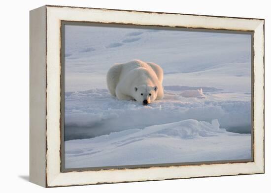 Norway, Svalbard, Spitsbergen. Polar Bear Rests on Sea Ice at Sunrise-Jaynes Gallery-Framed Premier Image Canvas