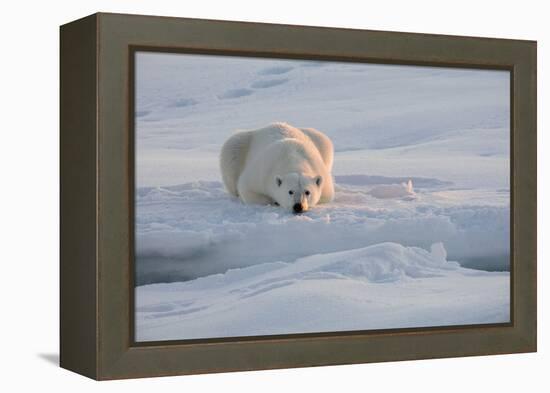 Norway, Svalbard, Spitsbergen. Polar Bear Rests on Sea Ice at Sunrise-Jaynes Gallery-Framed Premier Image Canvas