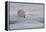 Norway, Svalbard, Spitsbergen. Polar Bear Rests on Sea Ice at Sunrise-Jaynes Gallery-Framed Premier Image Canvas