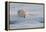 Norway, Svalbard, Spitsbergen. Polar Bear Rests on Sea Ice at Sunrise-Jaynes Gallery-Framed Premier Image Canvas