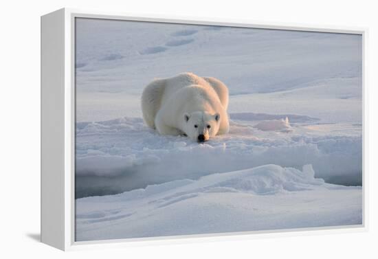 Norway, Svalbard, Spitsbergen. Polar Bear Rests on Sea Ice at Sunrise-Jaynes Gallery-Framed Premier Image Canvas