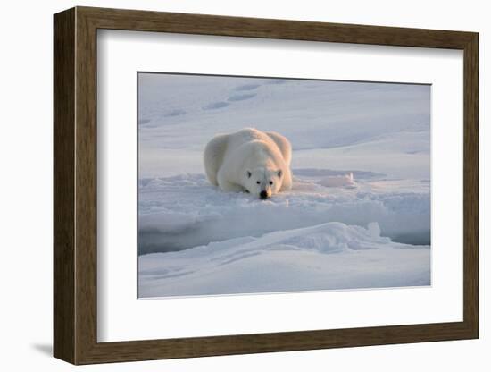 Norway, Svalbard, Spitsbergen. Polar Bear Rests on Sea Ice at Sunrise-Jaynes Gallery-Framed Photographic Print