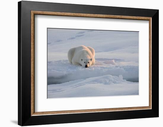 Norway, Svalbard, Spitsbergen. Polar Bear Rests on Sea Ice at Sunrise-Jaynes Gallery-Framed Photographic Print