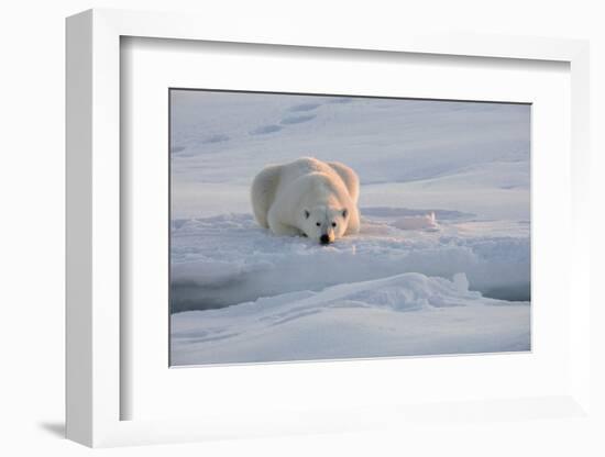 Norway, Svalbard, Spitsbergen. Polar Bear Rests on Sea Ice at Sunrise-Jaynes Gallery-Framed Photographic Print