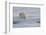 Norway, Svalbard, Spitsbergen. Polar Bear Rests on Sea Ice at Sunrise-Jaynes Gallery-Framed Photographic Print