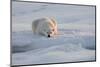 Norway, Svalbard, Spitsbergen. Polar Bear Rests on Sea Ice at Sunrise-Jaynes Gallery-Mounted Photographic Print